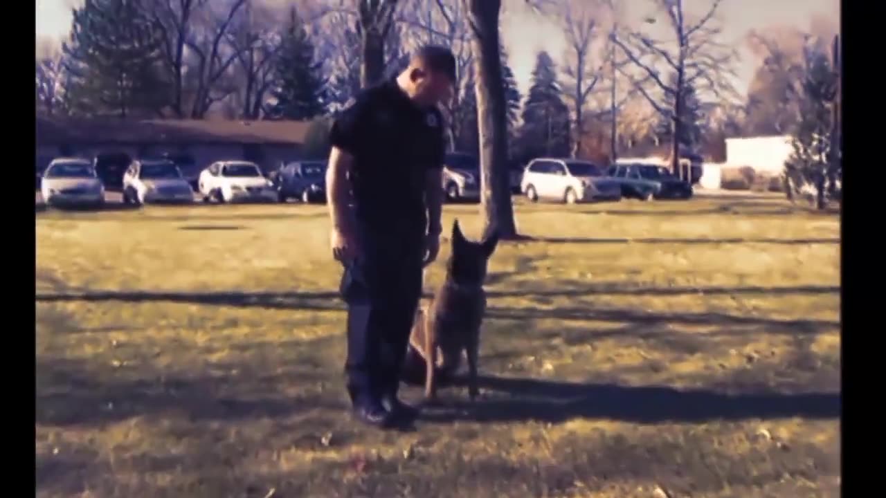 Dog Police-Training Dog Catching Criminals.