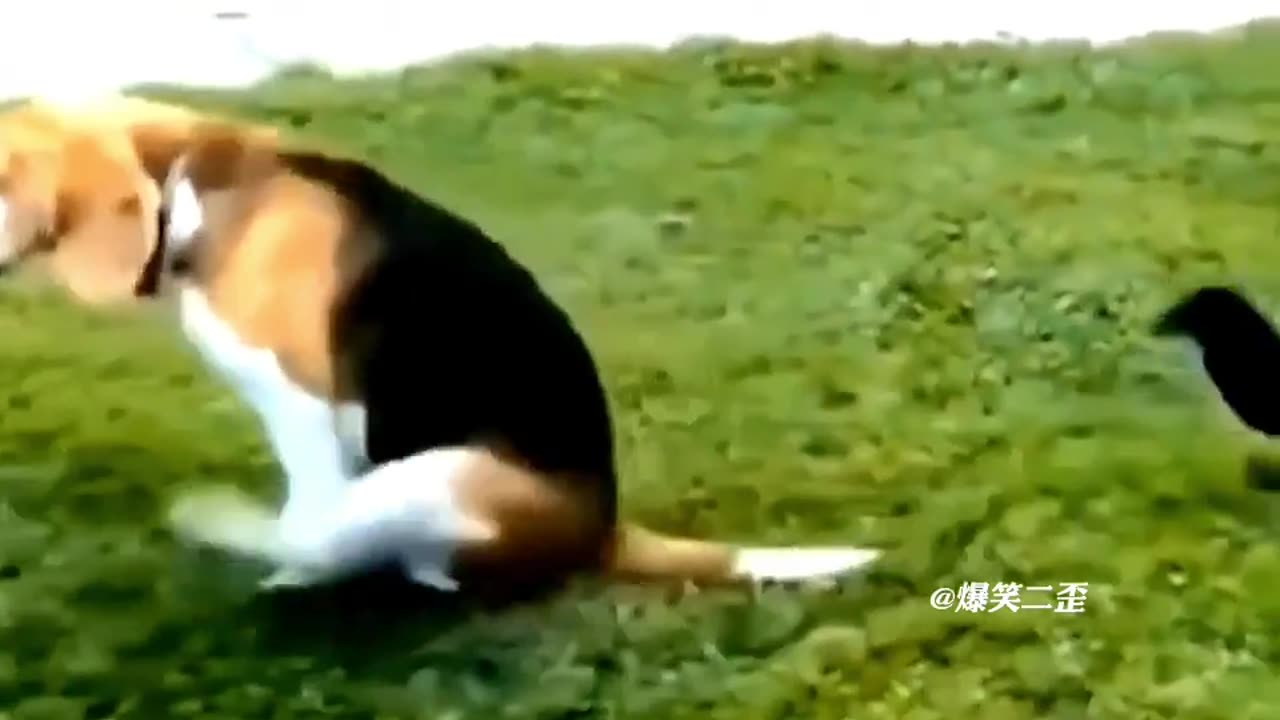 Cute Funny Cats