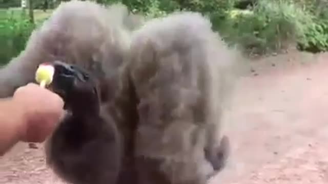 Majestic Vulture being cute and eating ice cream