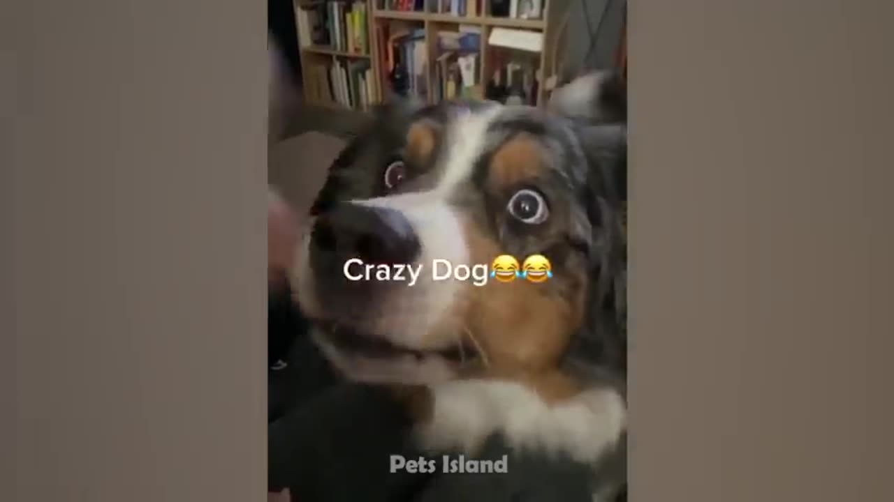 FUNNIEST DOG REACTION, TRY NOT TO LAUGH TOO HARD