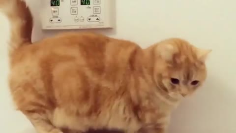 A fat cat want to eat more!