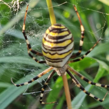 A very beautiful wasp spider on a meadow next to a road.