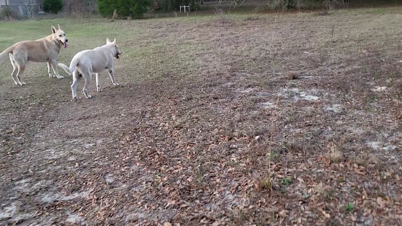 Dirt Road Dogs