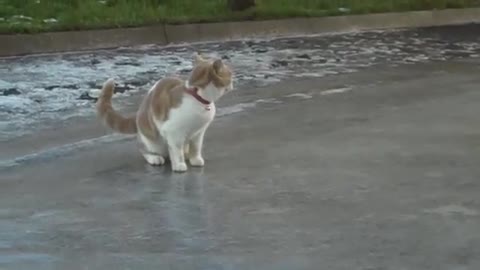 Cat on ice 😼