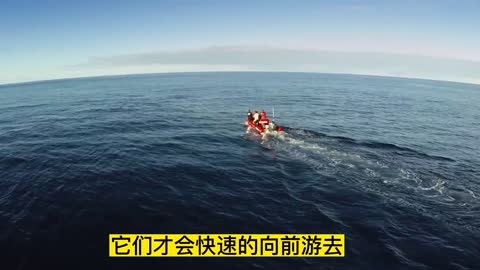 The killer whale pretends to run aground