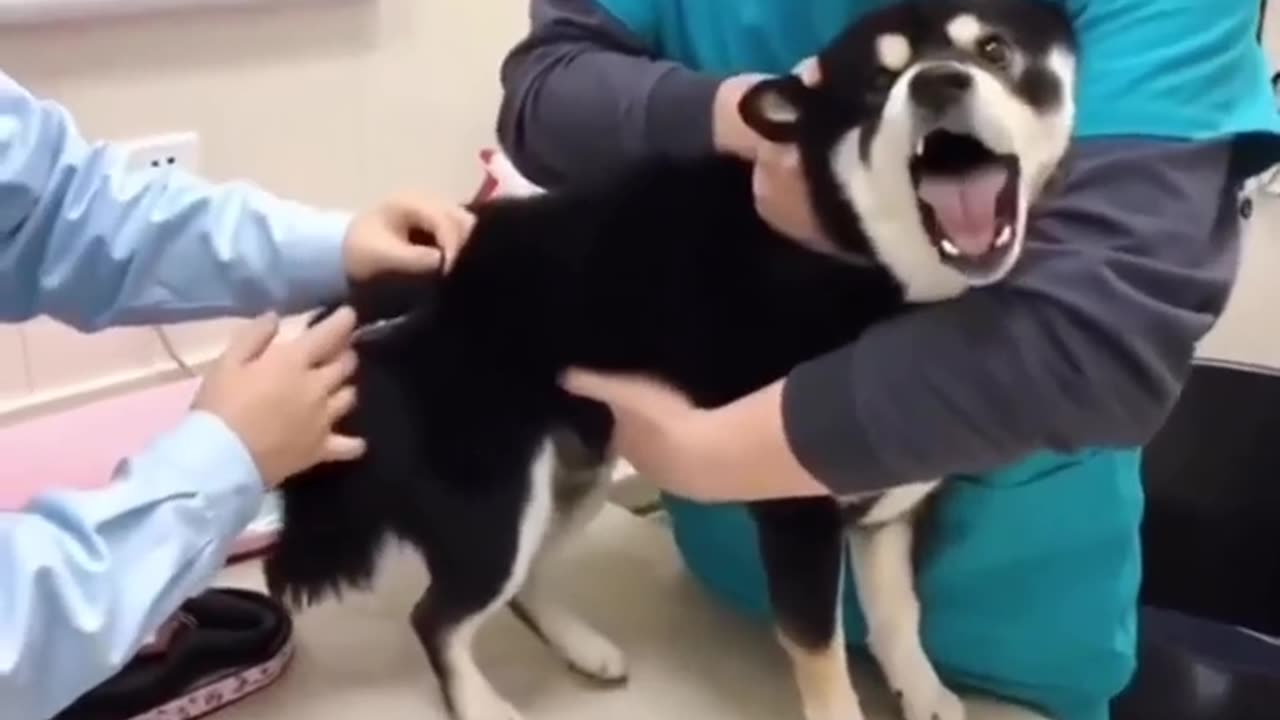 funny dogs & cat reaction for doctors