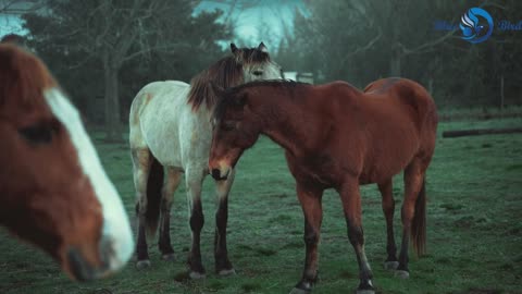 Love in the animal world 🤩😘🥰