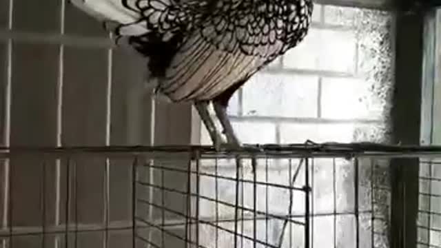 A cock with wings.