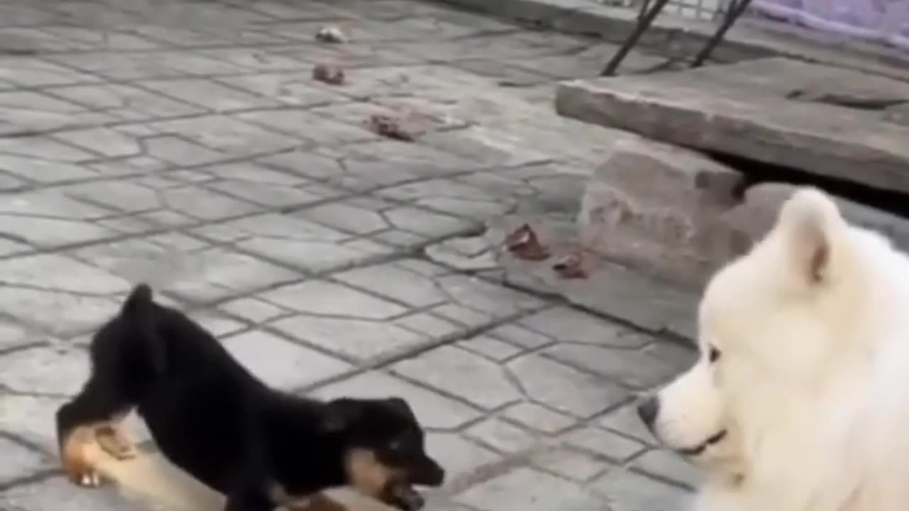 Funny animals