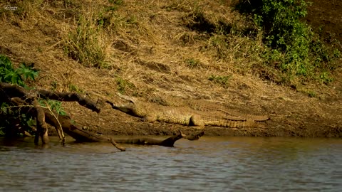 South Africa Wildlife in 4K - Scenic Wildlife Film With African Music