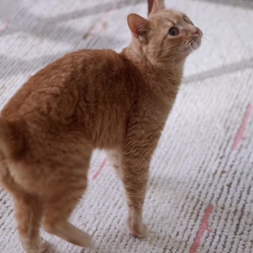 Funniest Animals 🤣 Hilarious Cats and 2024 😹