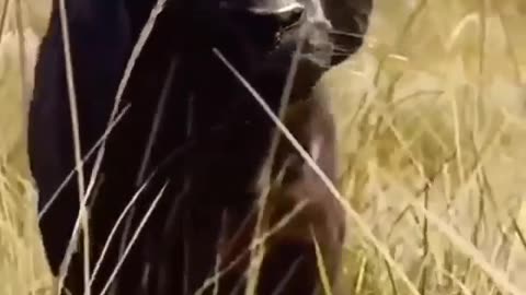 Animal lover video song download free