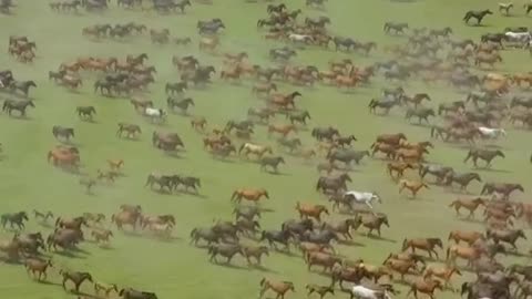 Thousands of horses galloping in Xinjiang