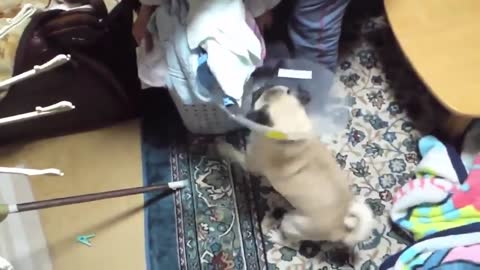 Funny dogs