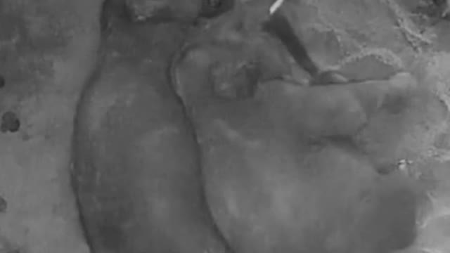 So adorable!! ❤️❤️Credit Sydney Zoo