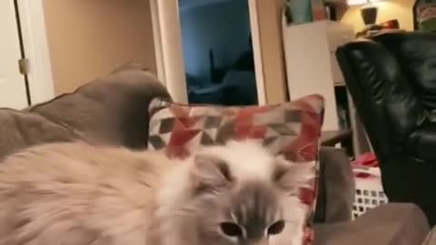 Cute little cat 🐈