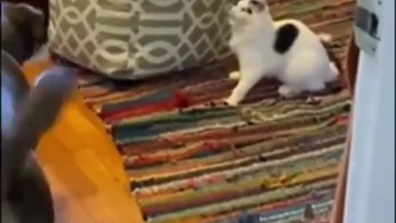 Funny animals