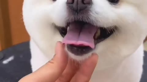 Cute Dog Hair Cutting 😍