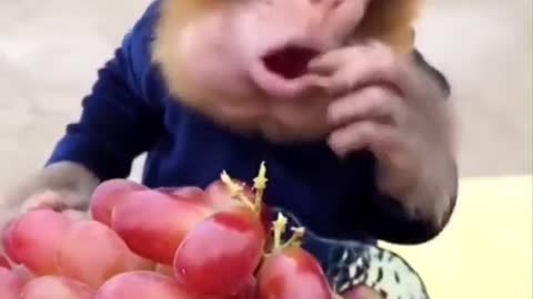 Hungary monkey