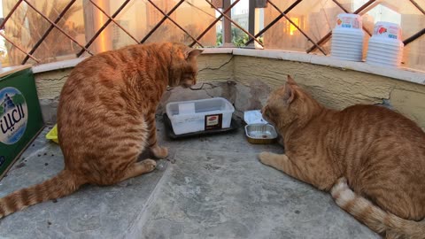 Homeless cats in Ras Al Khaimah, UAE: CHRIS MARTIN & ED SHEERAN #EdSheeran #ChrisMartin #TheVoice