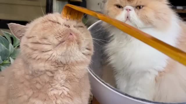 "SomePAWdy is a little jealous"