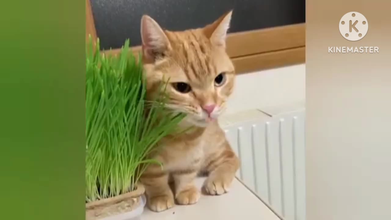 Very cute cat