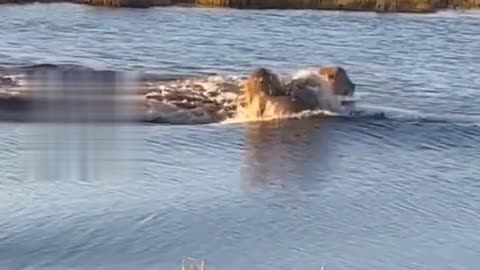 LION vs HIPPO