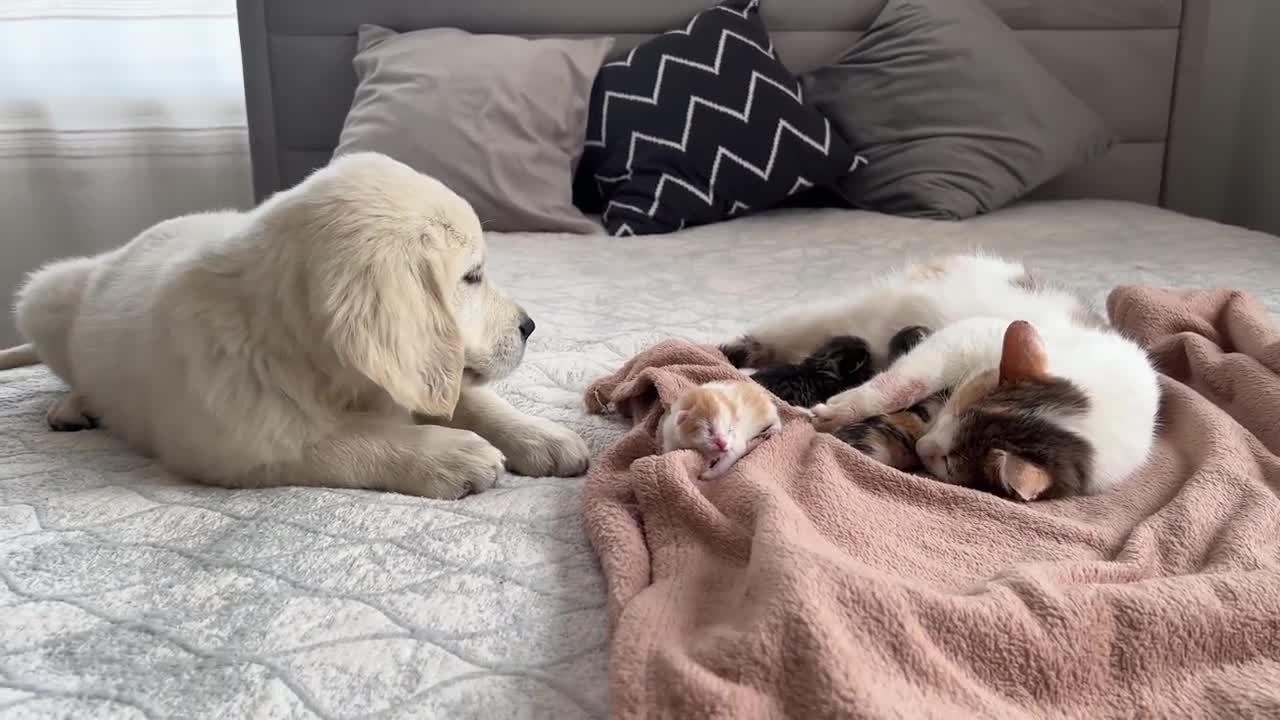 Golden Retriever Puppy Meets Mom Cat with Newborn Kittens for the First Time