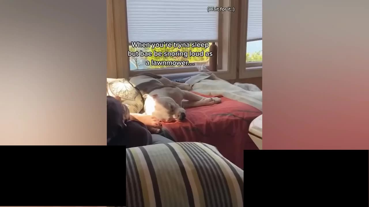 Funniest Cats and Dogs πΆπ± | Funny Animal Videos #9
