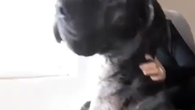 Great Dane Video 14