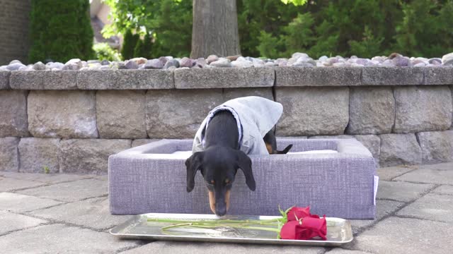 The Bachelor Dog Edition! - Who Will Crusoe Give the Rose to