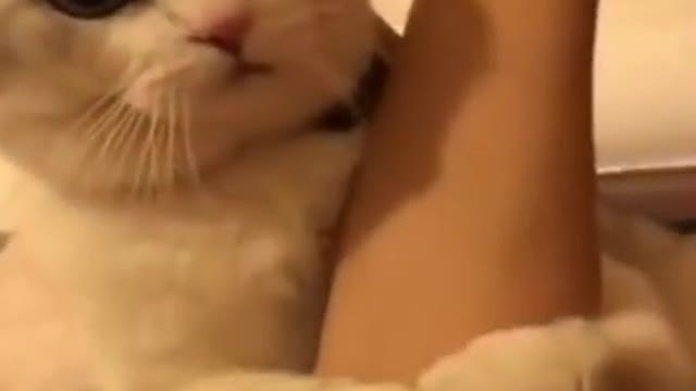 Cat love his owner <3