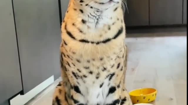 Lovely big cat
