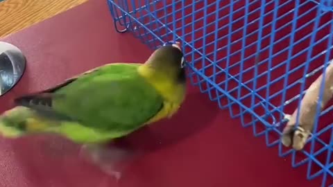 ##Smart Parrot 🐦So cute##