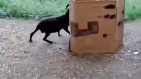 Funny Short Video