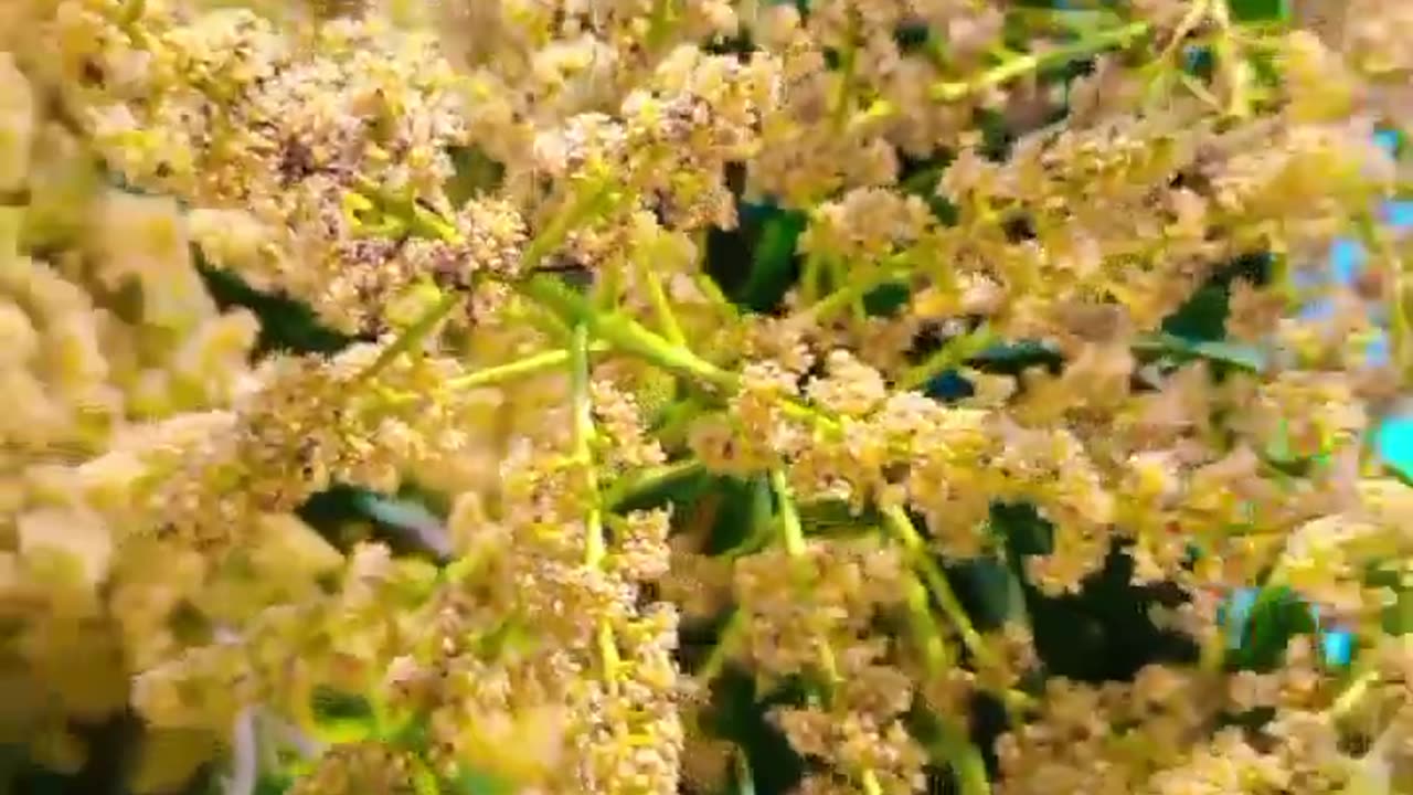 Song
