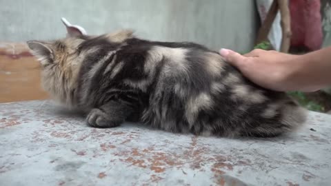 How Cat React When Seeing Stranger 1st Time