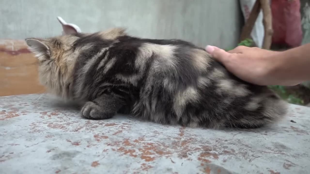 How Cat React When Seeing Stranger 1st Time