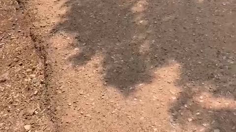 BEST Snake Scare EVER!!!
