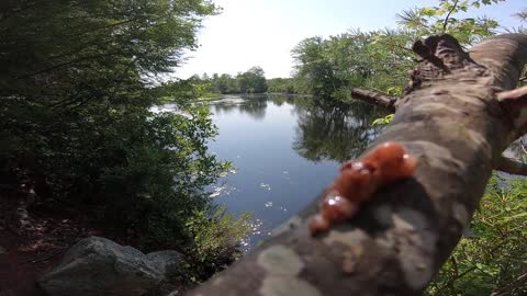Tree Sap