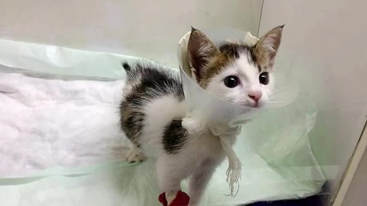 Woman hears a kitten's Desperate cries from upstairs....