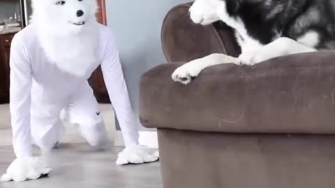 Prank by Wolf Mask with Dog