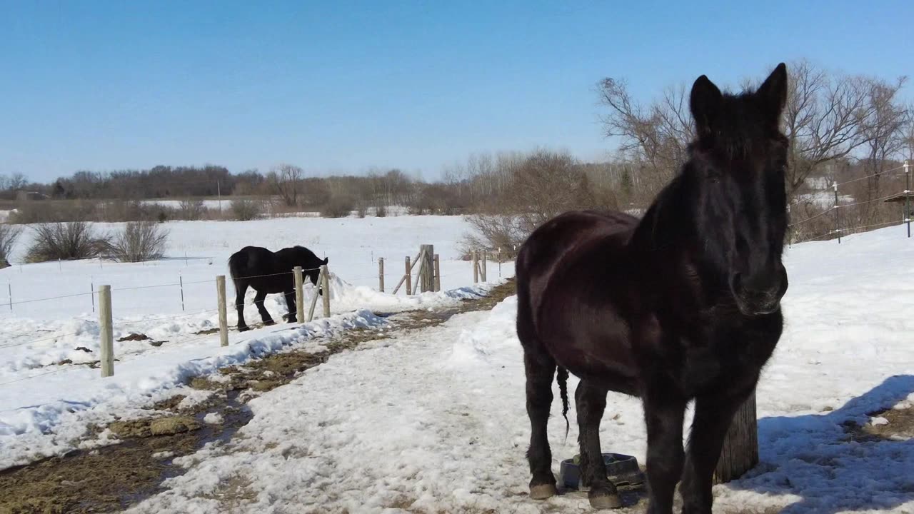 Horses, Rabbits, Baby Chickens and Chipping Ice on the Farm