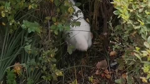 FUNNY CAT