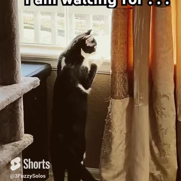 Leia the cat waiting for Chewy order