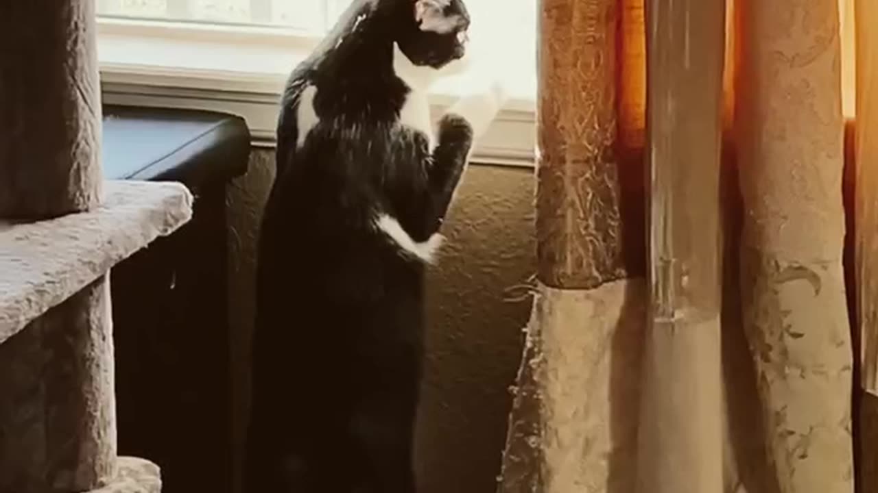 Leia the cat waiting for Chewy order