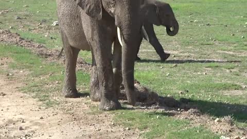 Too cute. This baby elephant is trying to cross the stream