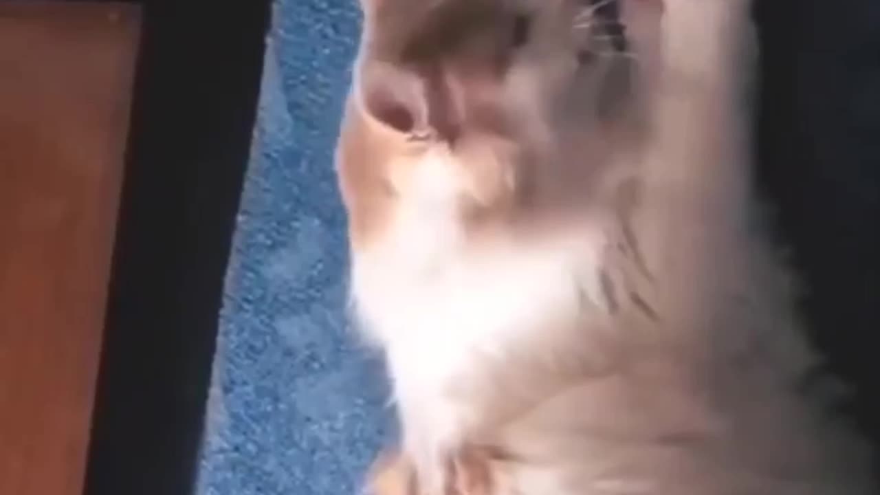 Funny cats reaction 😂