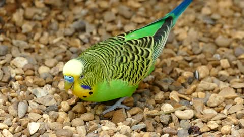 Budgerigar HD 4K