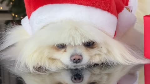 Cute little dog celebrates Christmas